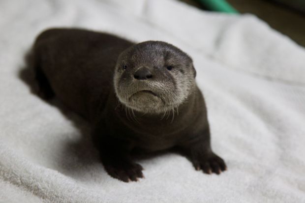 Animal shots of the week